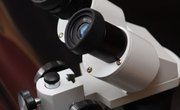 Scholarships for Minority Women in Veterinary Medicine