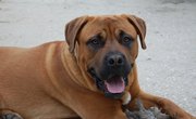 Dangerous Dog Breeds & Homeowners Insurance in Texas