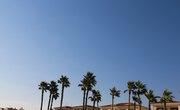 How to Buy Tax Liens & Deeds in Florida