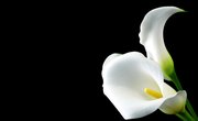 How to Use a 401(k) for Funeral Expenses