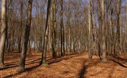 Ideas to Increase the Value of Raw Land Cheaply