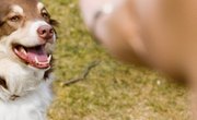 Financial Aid to Become a Dog Trainer