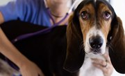 Scholarships for Women in Veterinary Science