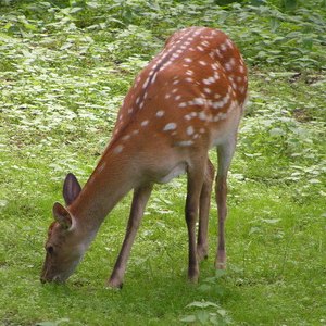 Conservation Reserve Program land is a major contributor to improved wildlife populations.