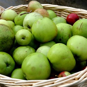 Fresh fruits need to be handed out quickly before they spoil.
