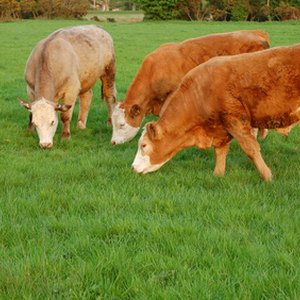 Grassland Reserve Program land can still be used for grazing purposes.