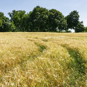 How Many Consecutive Years Can You Claim a Farm Loss?