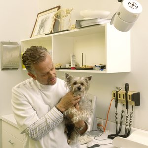 Yorkies available from Yorkie rescue groups have been fully vetted, spayed or neutered.