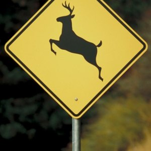 How to Handle Insurance Claims After Hitting a Deer