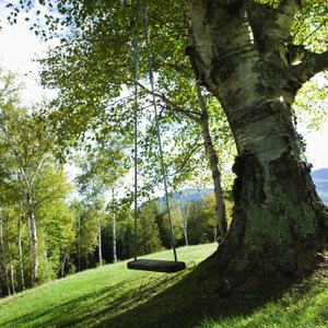 Massachusett's Homeowners Rights on Trees Overhanging Property Lines