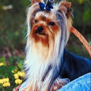 How Do I Get a Teacup Yorkie for Cheap?